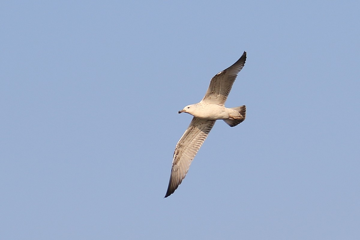 Caspian Gull - ML626545997