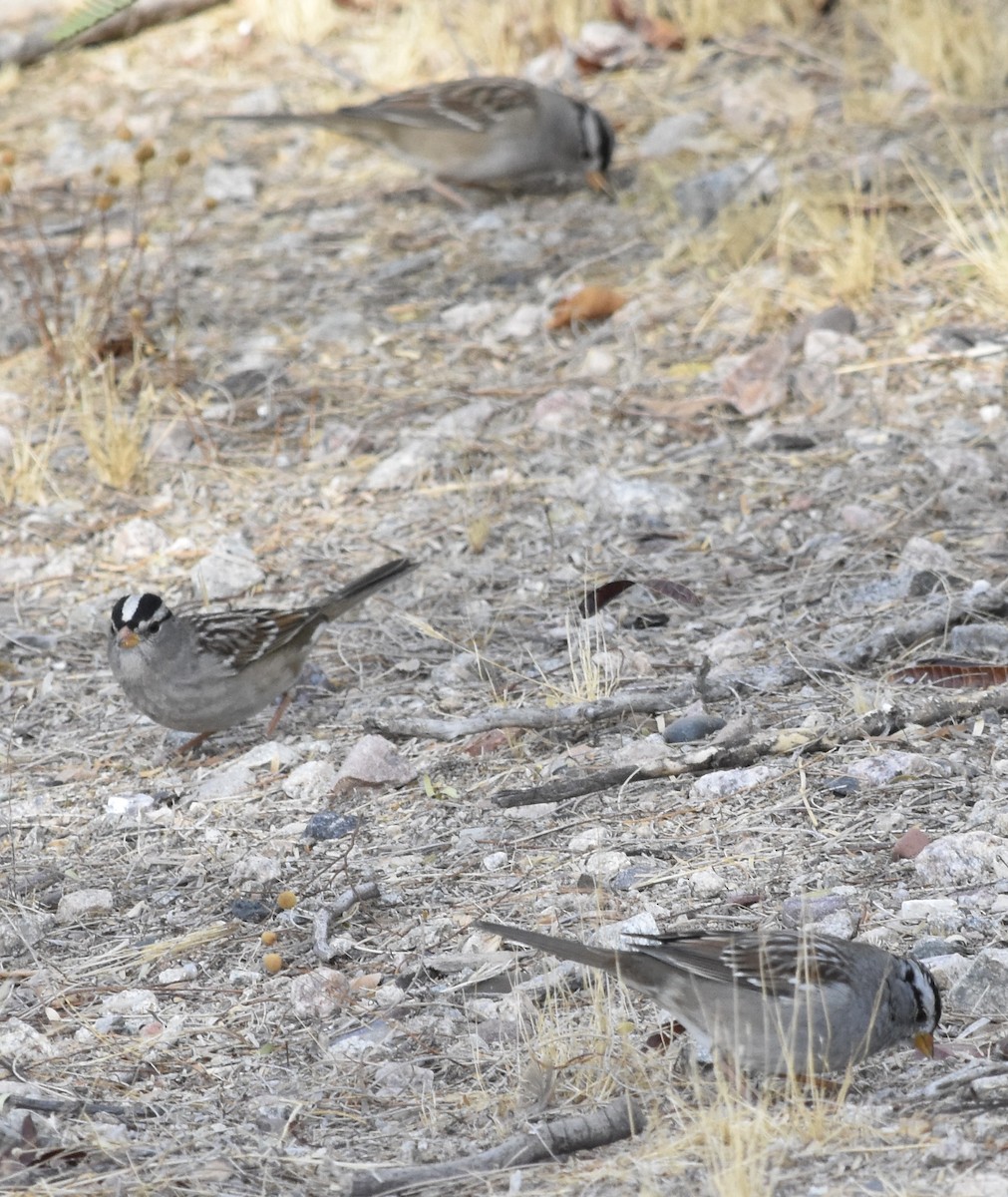 White-crowned Sparrow (Gambel's) - ML626546009