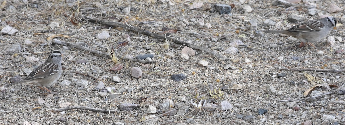 White-crowned Sparrow (Gambel's) - ML626546010