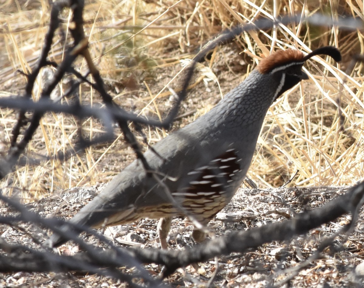 Gambel's Quail - ML626546014