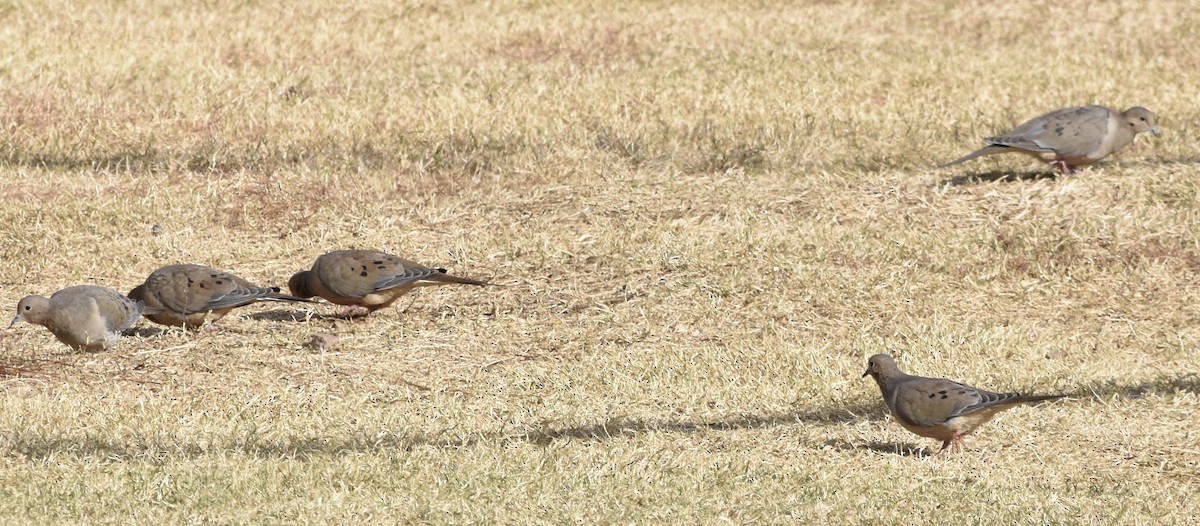 Mourning Dove - ML626546023