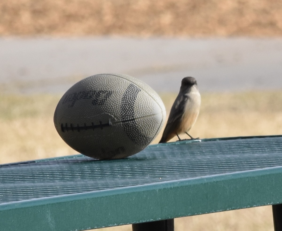Say's Phoebe - ML626546026
