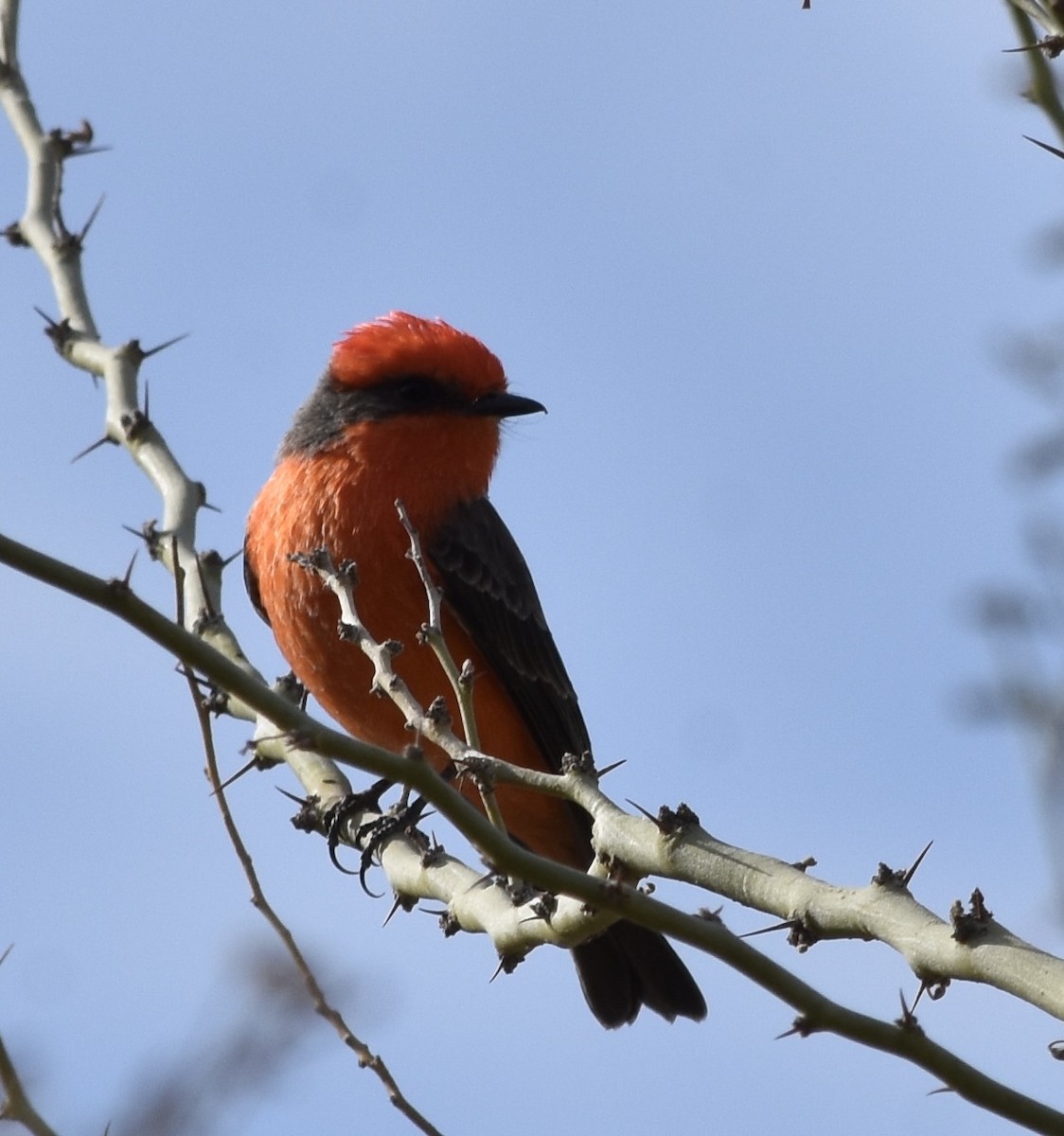 Vermilion Flycatcher - ML626546028