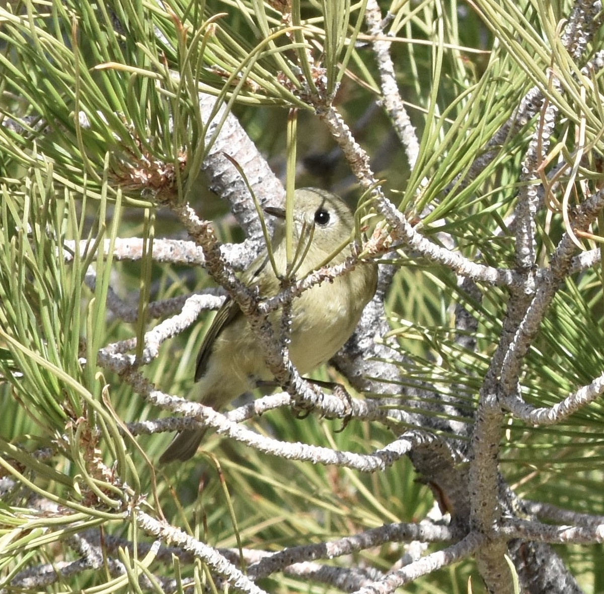 Ruby-crowned Kinglet - ML626546036