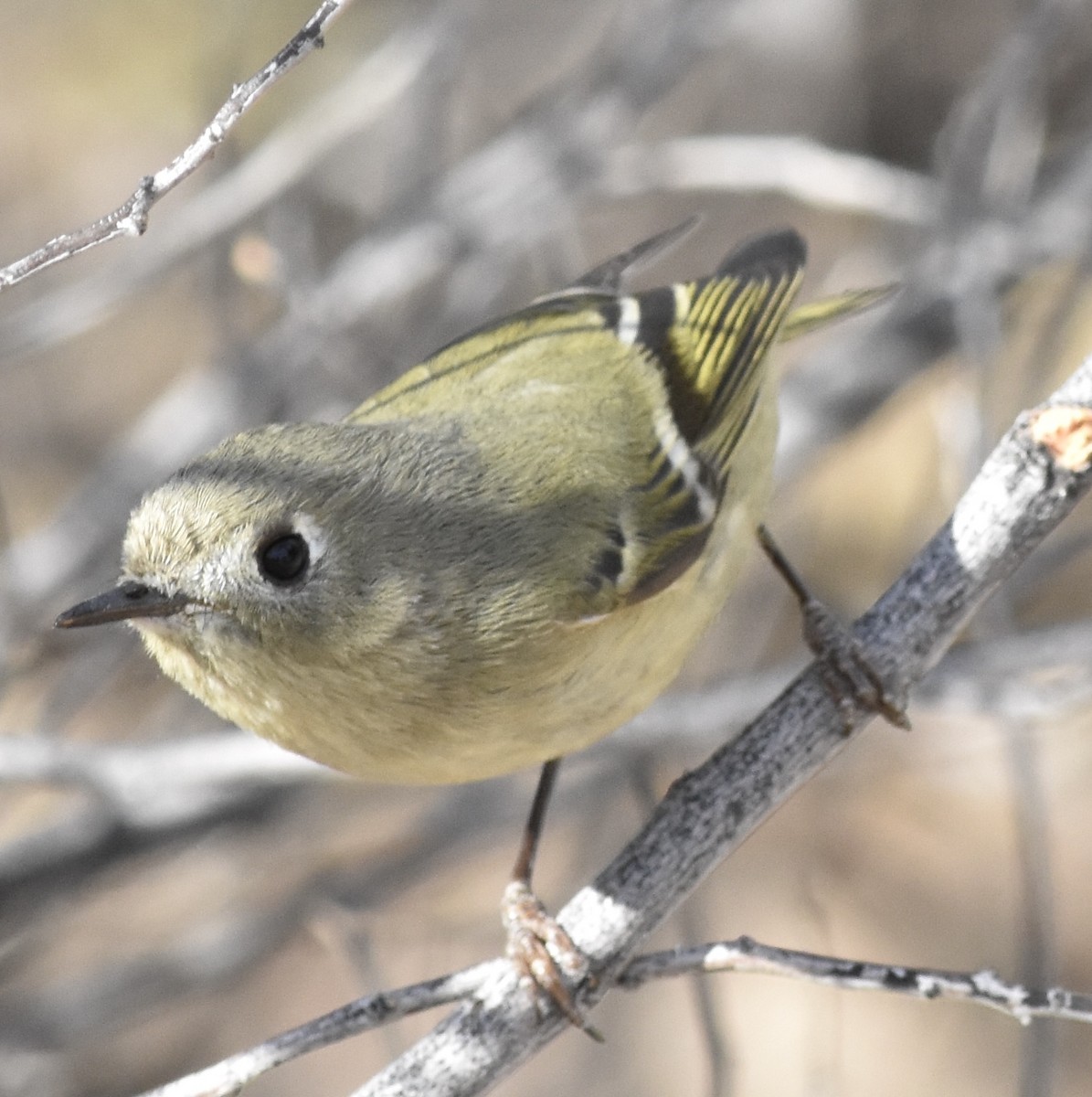 Ruby-crowned Kinglet - ML626546037