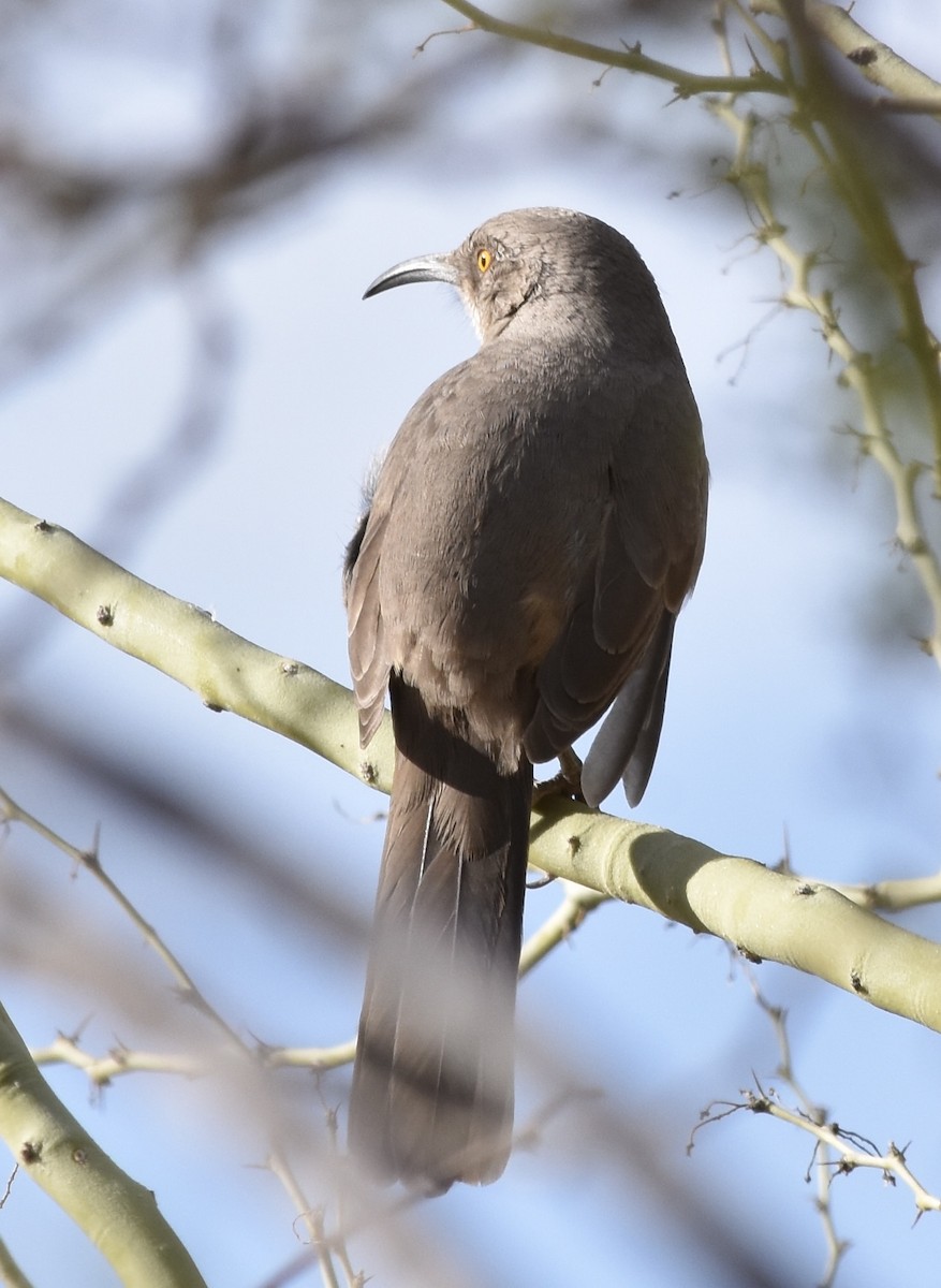 Curve-billed Thrasher (palmeri Group) - ML626546055