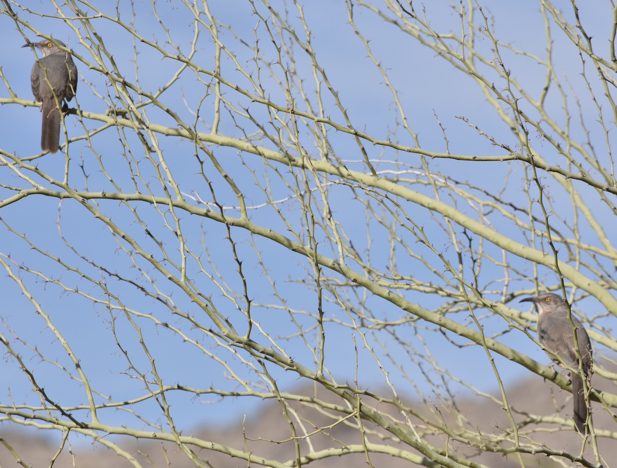 Curve-billed Thrasher (palmeri Group) - ML626546056