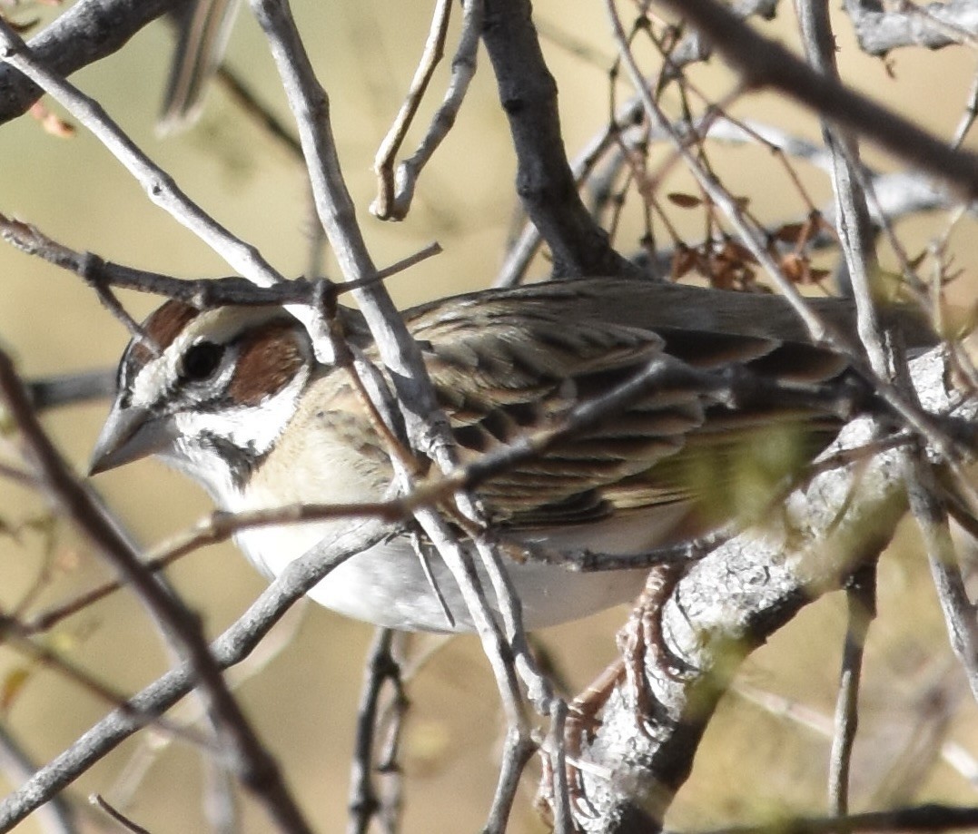 Lark Sparrow - ML626546072