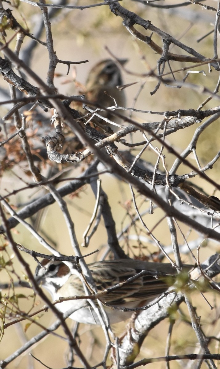 Lark Sparrow - ML626546073