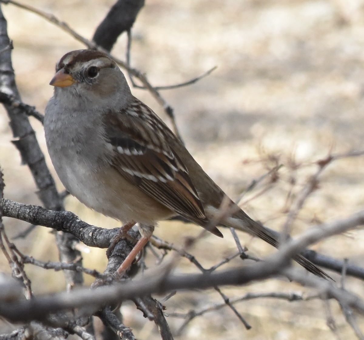 White-crowned Sparrow (Gambel's) - ML626546081