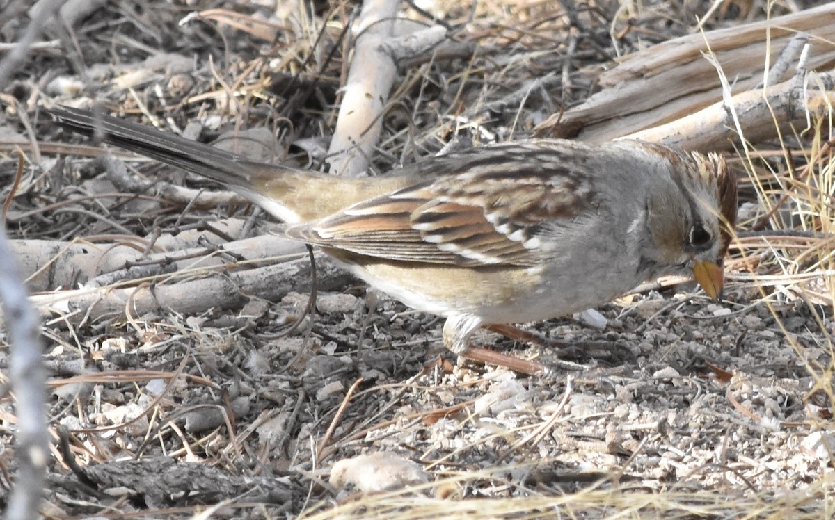 White-crowned Sparrow (Gambel's) - ML626546083