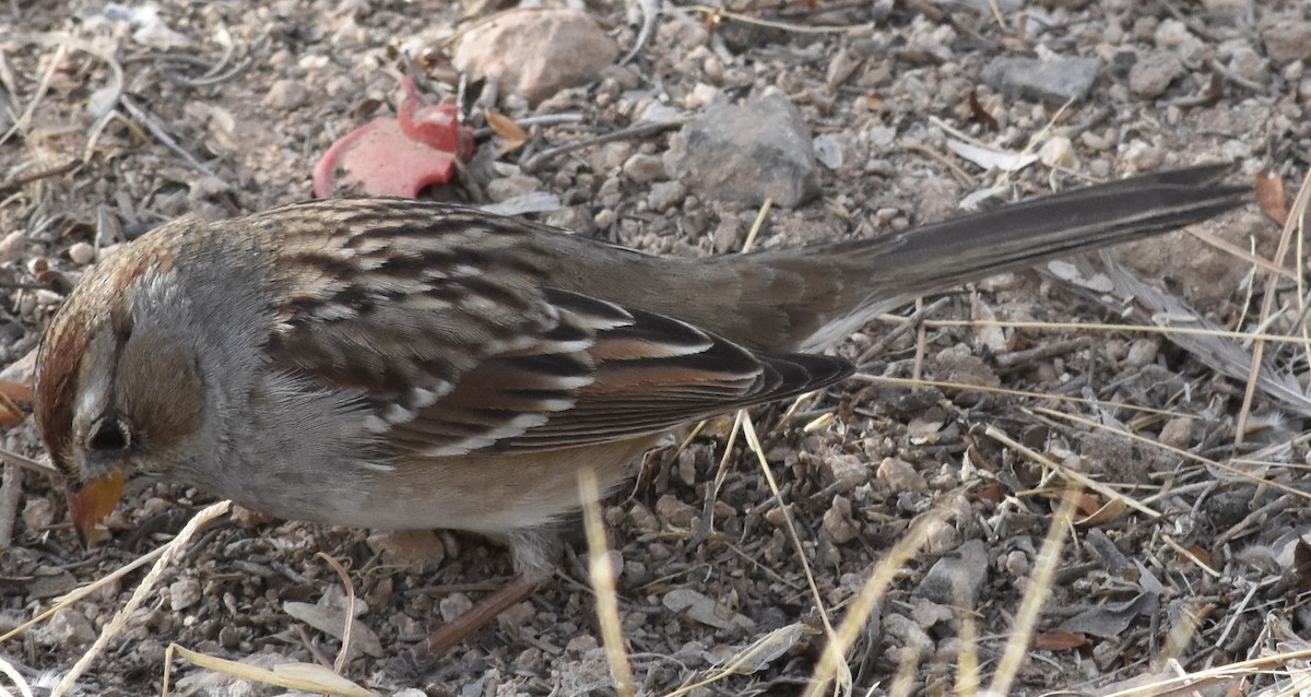 White-crowned Sparrow (Gambel's) - ML626546085