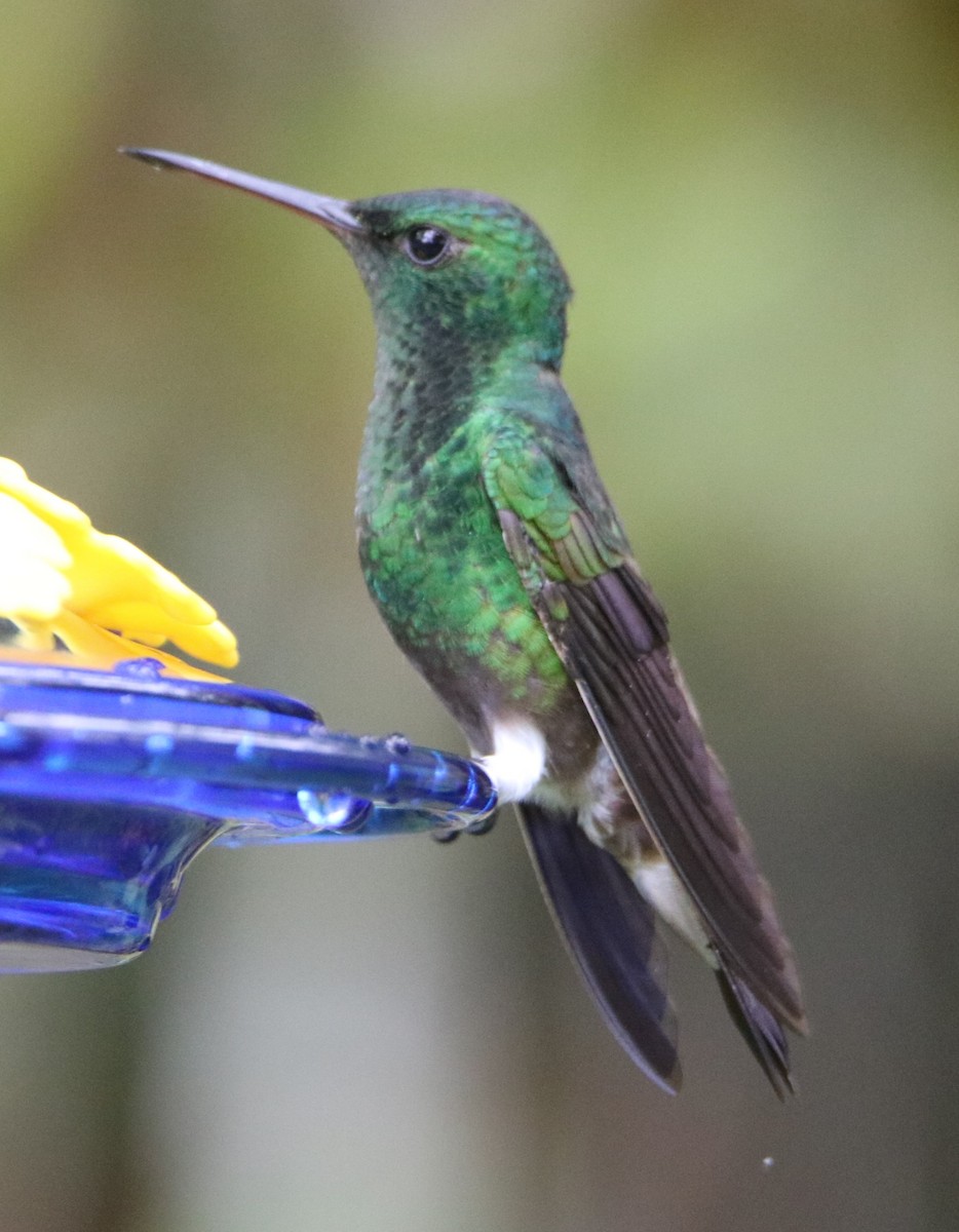 Green-bellied Hummingbird - ML626546121