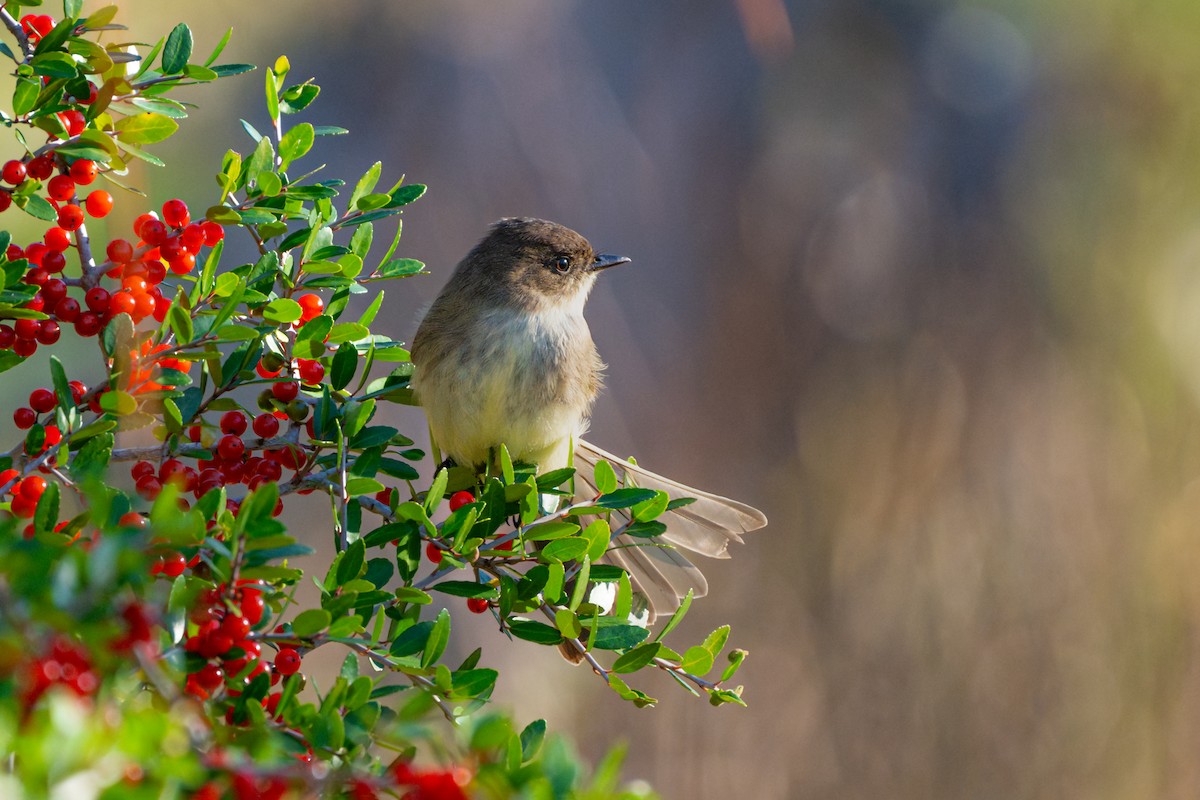 Eastern Phoebe - ML626546206