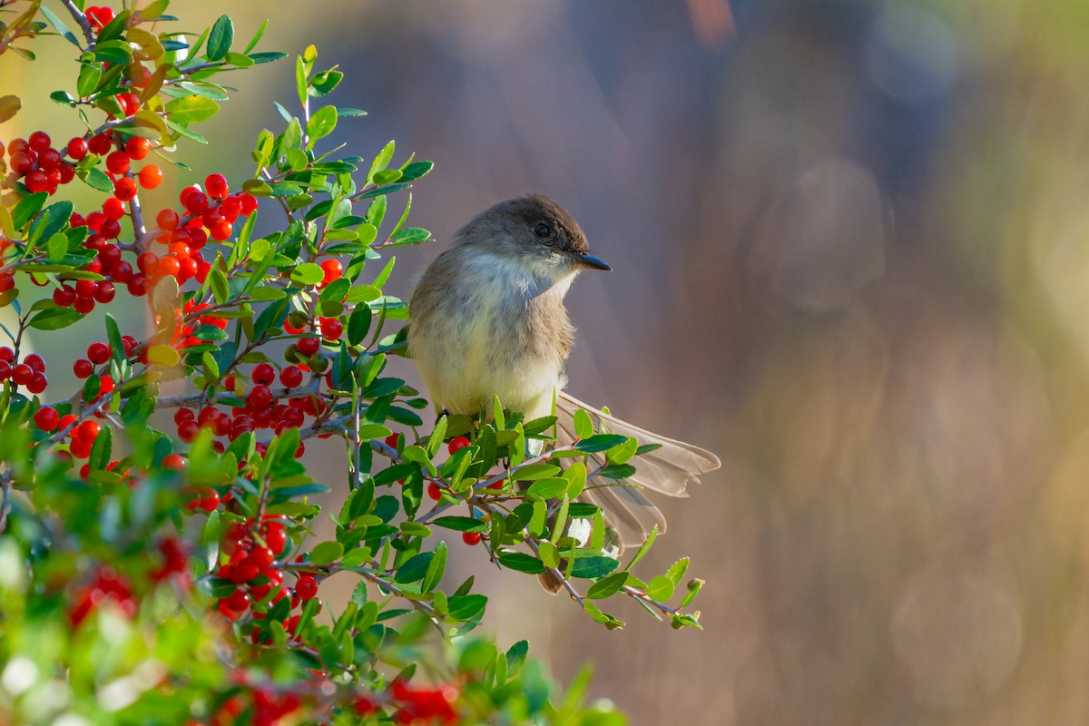 Eastern Phoebe - ML626546207