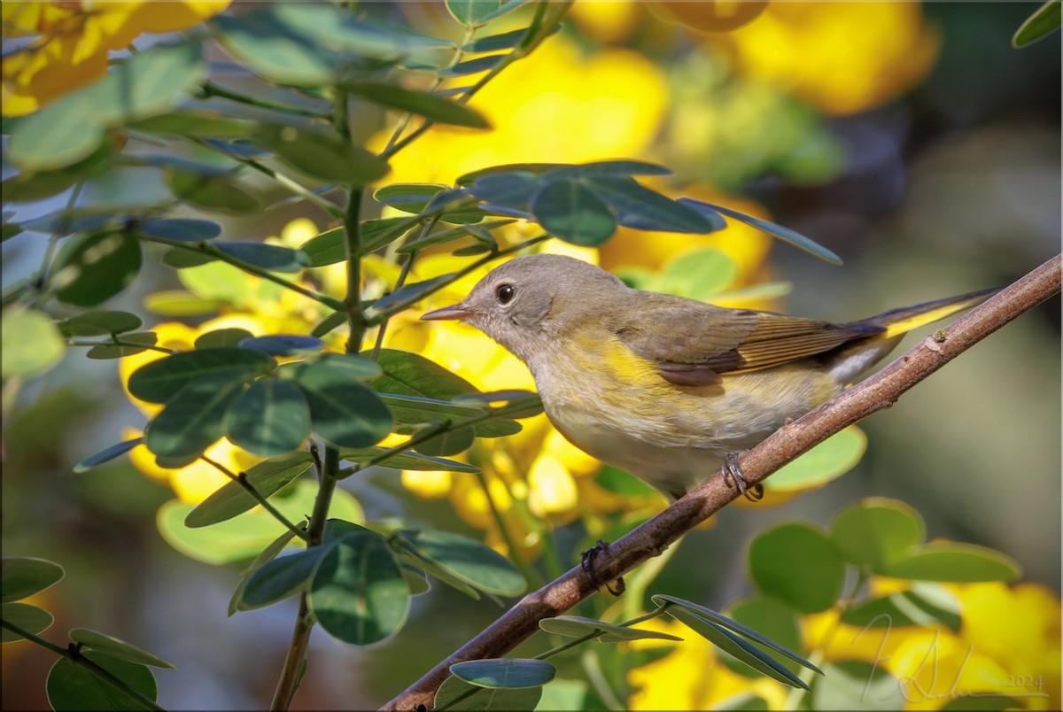 American Redstart - ML626546212