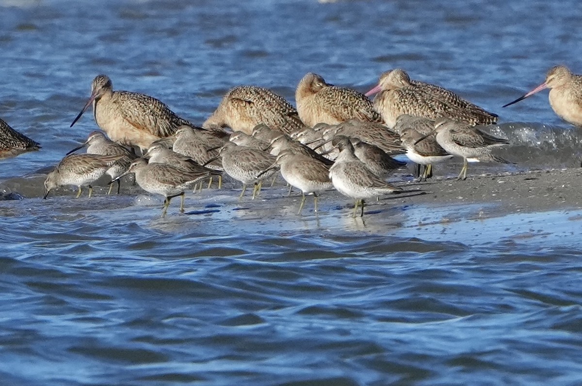 Short-billed Dowitcher - ML626546216