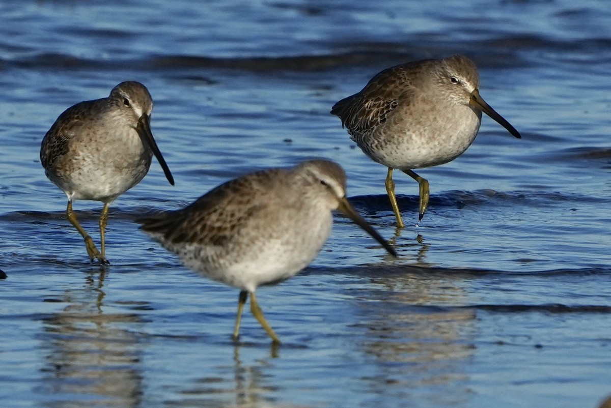 Short-billed Dowitcher - ML626546217