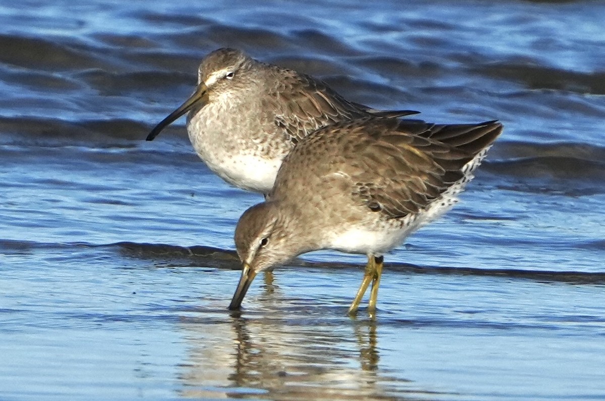 Short-billed Dowitcher - ML626546218