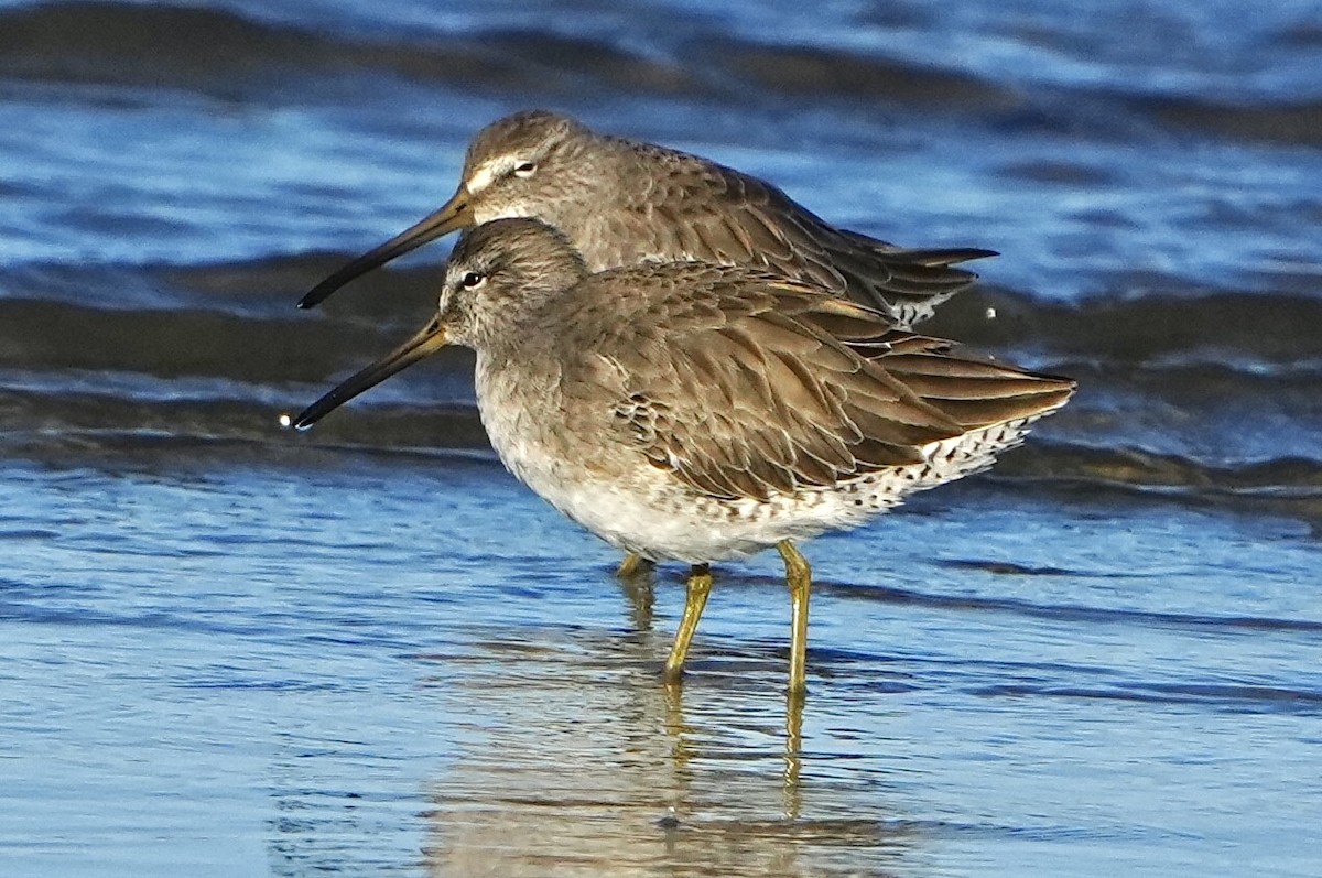 Short-billed Dowitcher - ML626546219