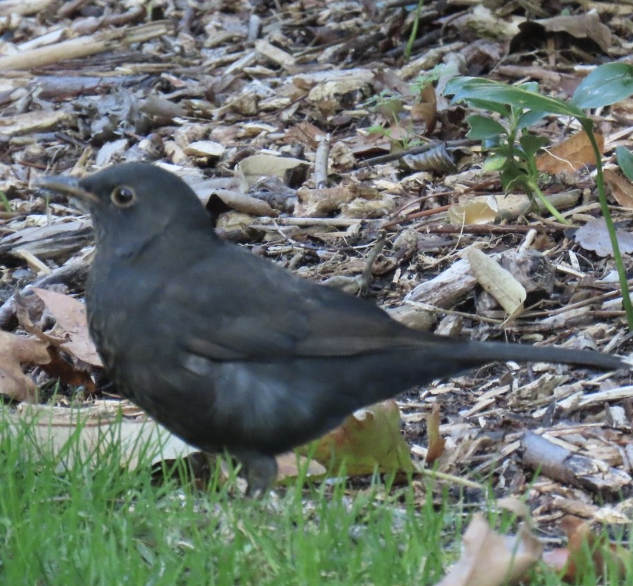 Eurasian Blackbird - ML626546220