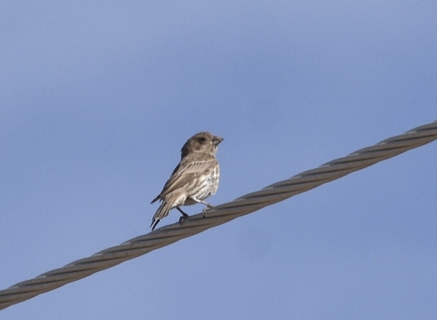 House Finch - ML626546222