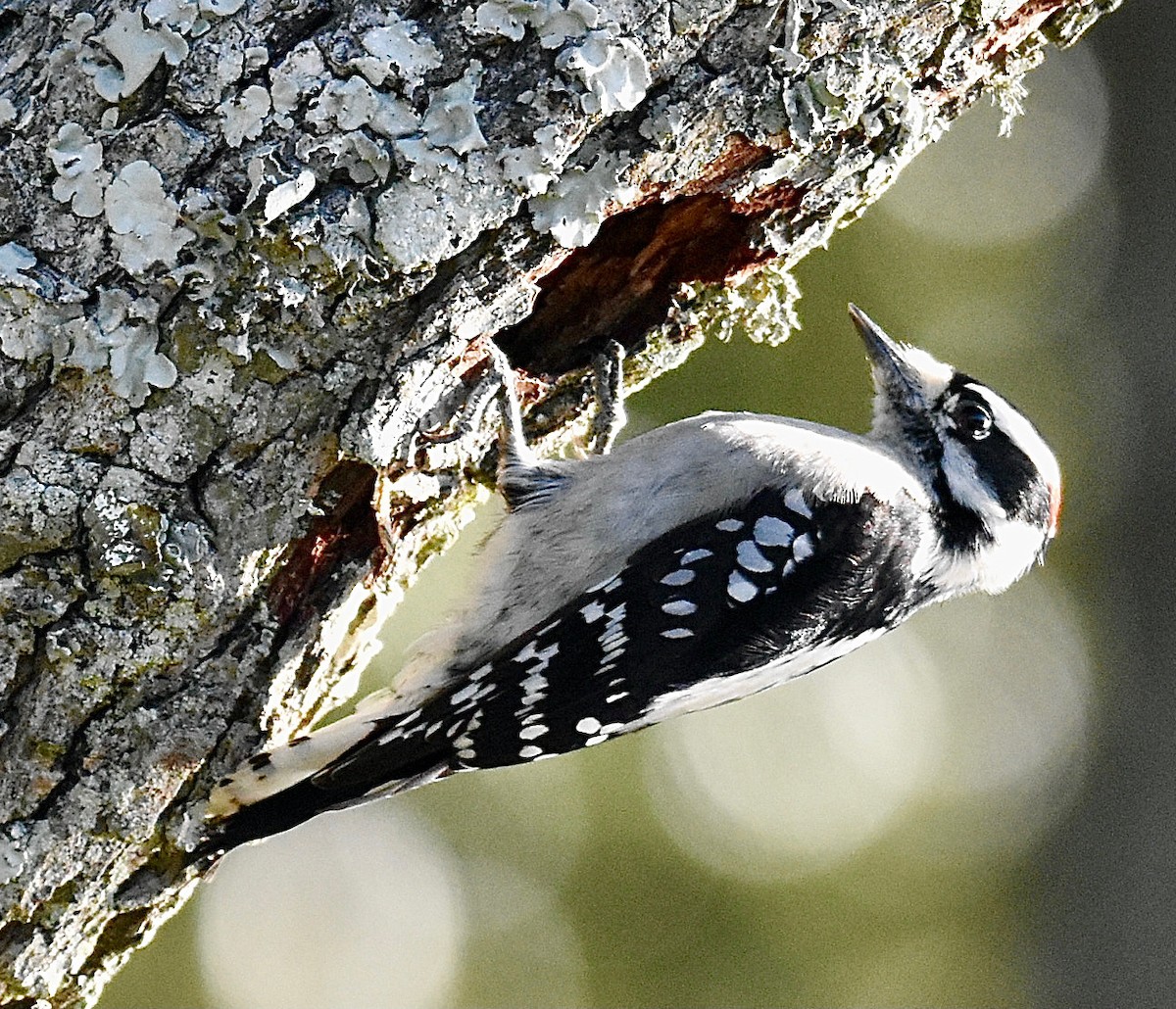 Downy Woodpecker - ML626546224