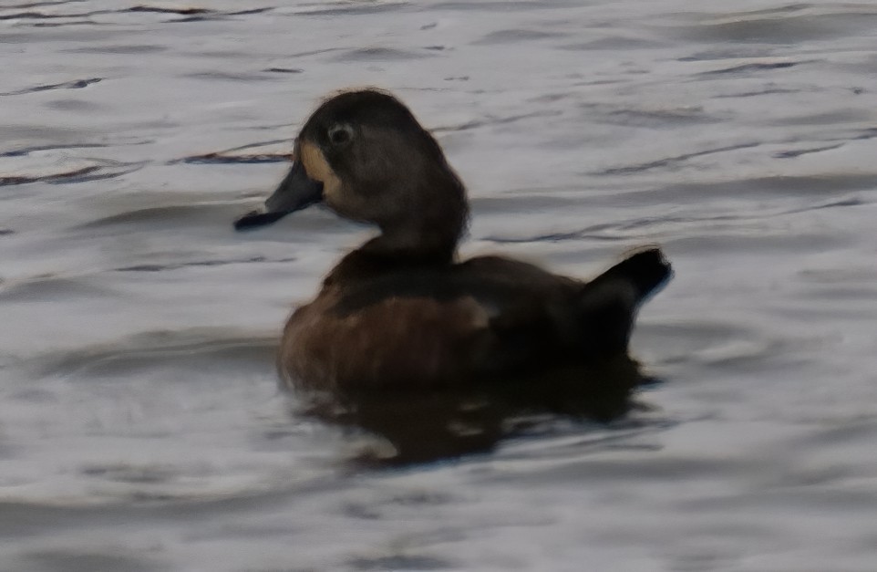 Ring-necked Duck - ML626546227