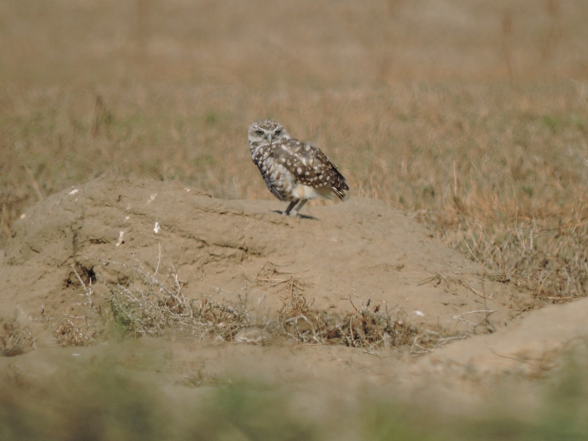 Burrowing Owl - ML626546228