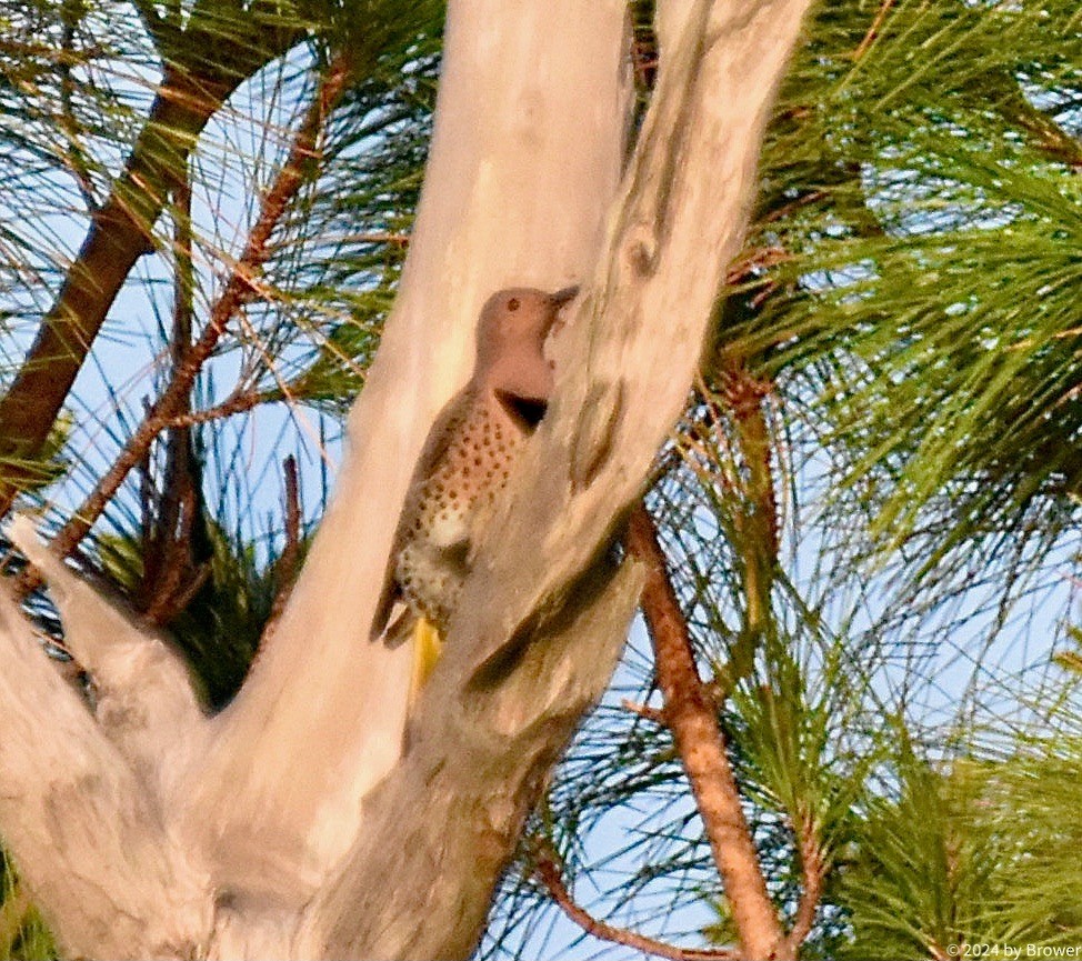 Northern Flicker - ML626546229