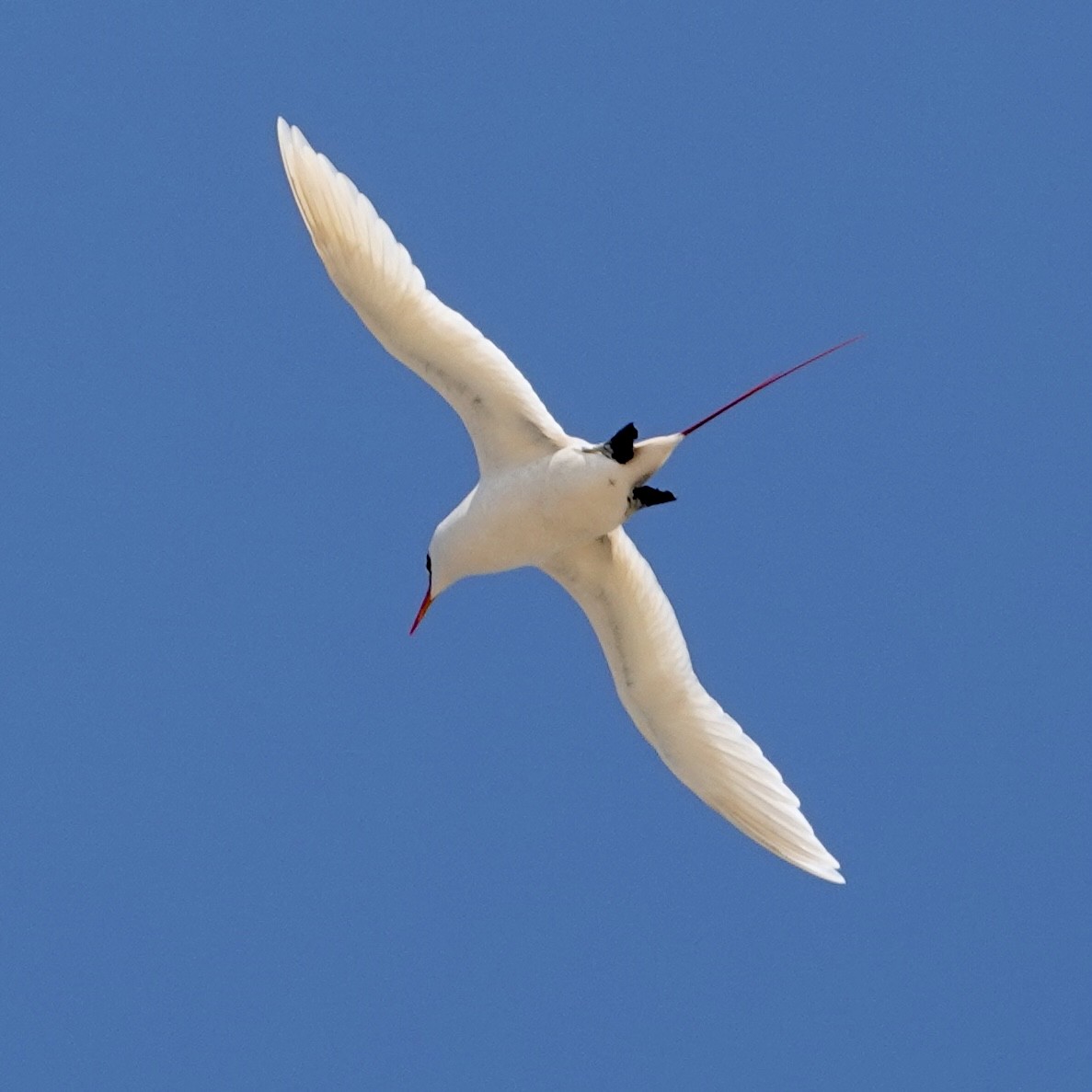 Red-tailed Tropicbird - ML626546231