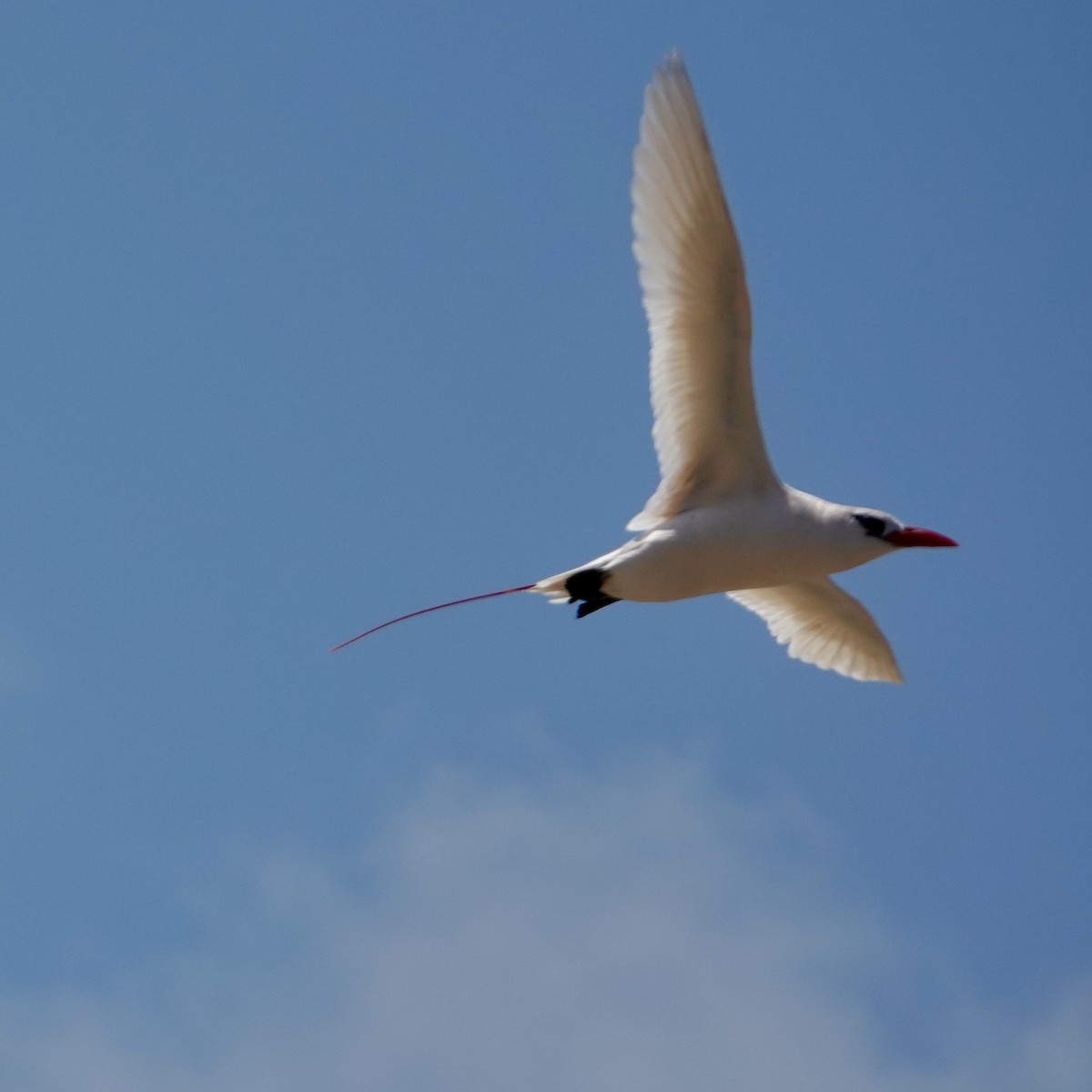 Red-tailed Tropicbird - ML626546232