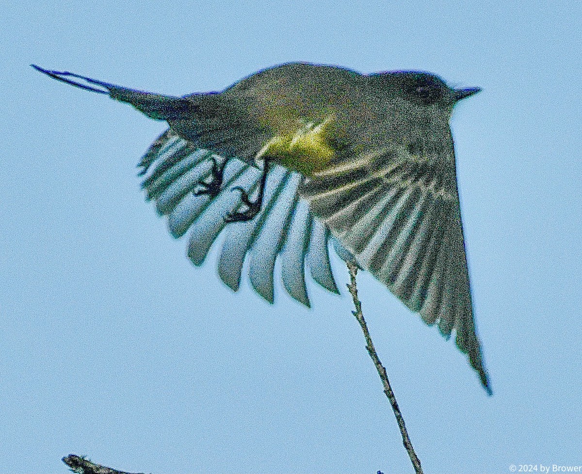 Eastern Phoebe - ML626546235