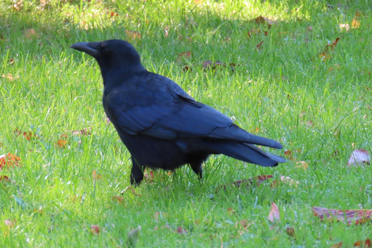 Carrion Crow - ML626546236