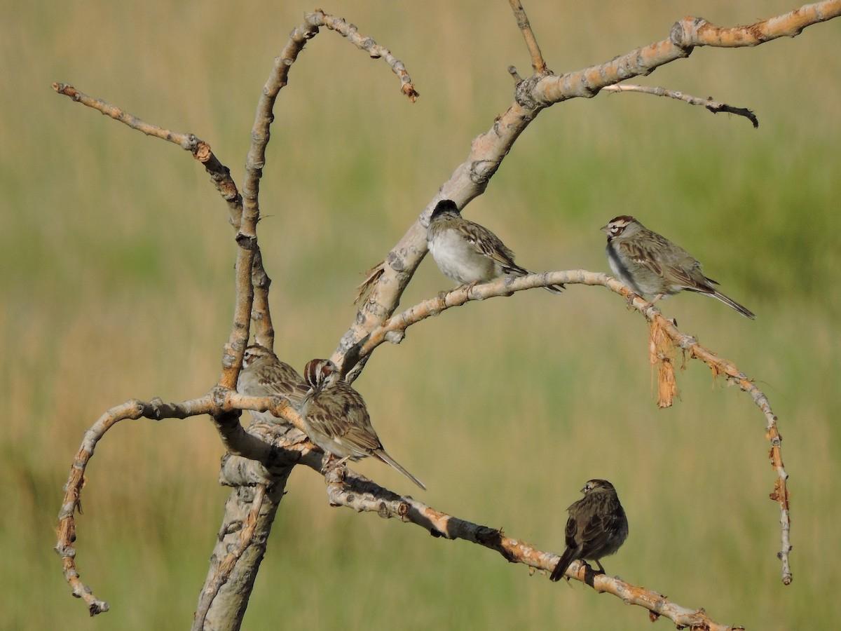 Lark Sparrow - ML626546237