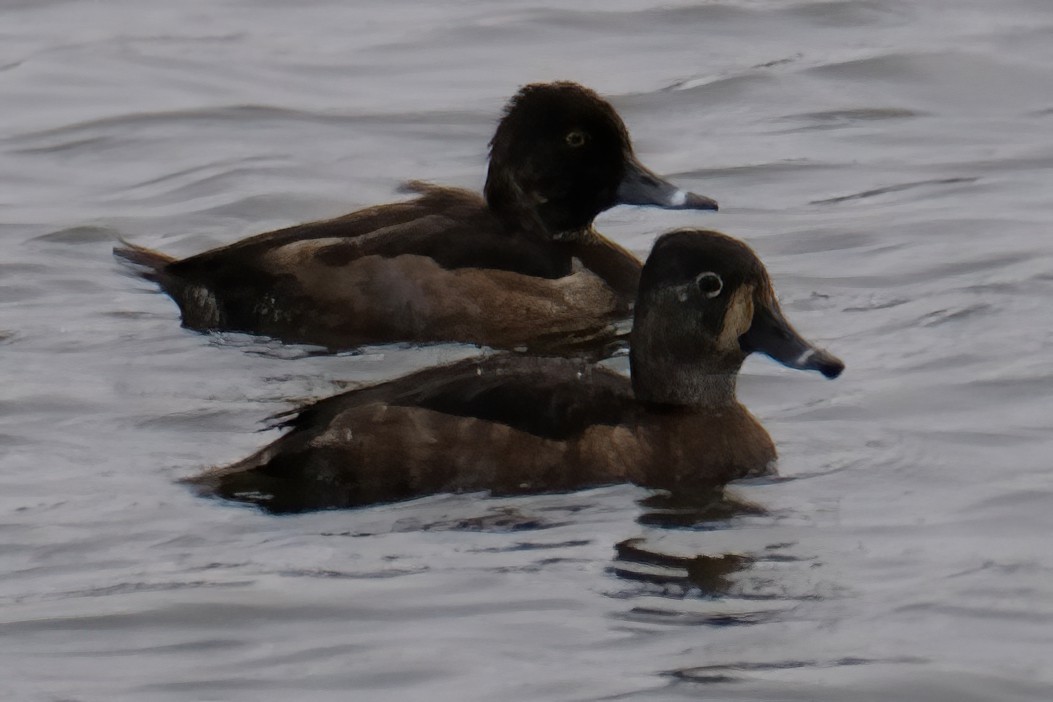 Ring-necked Duck - ML626546241