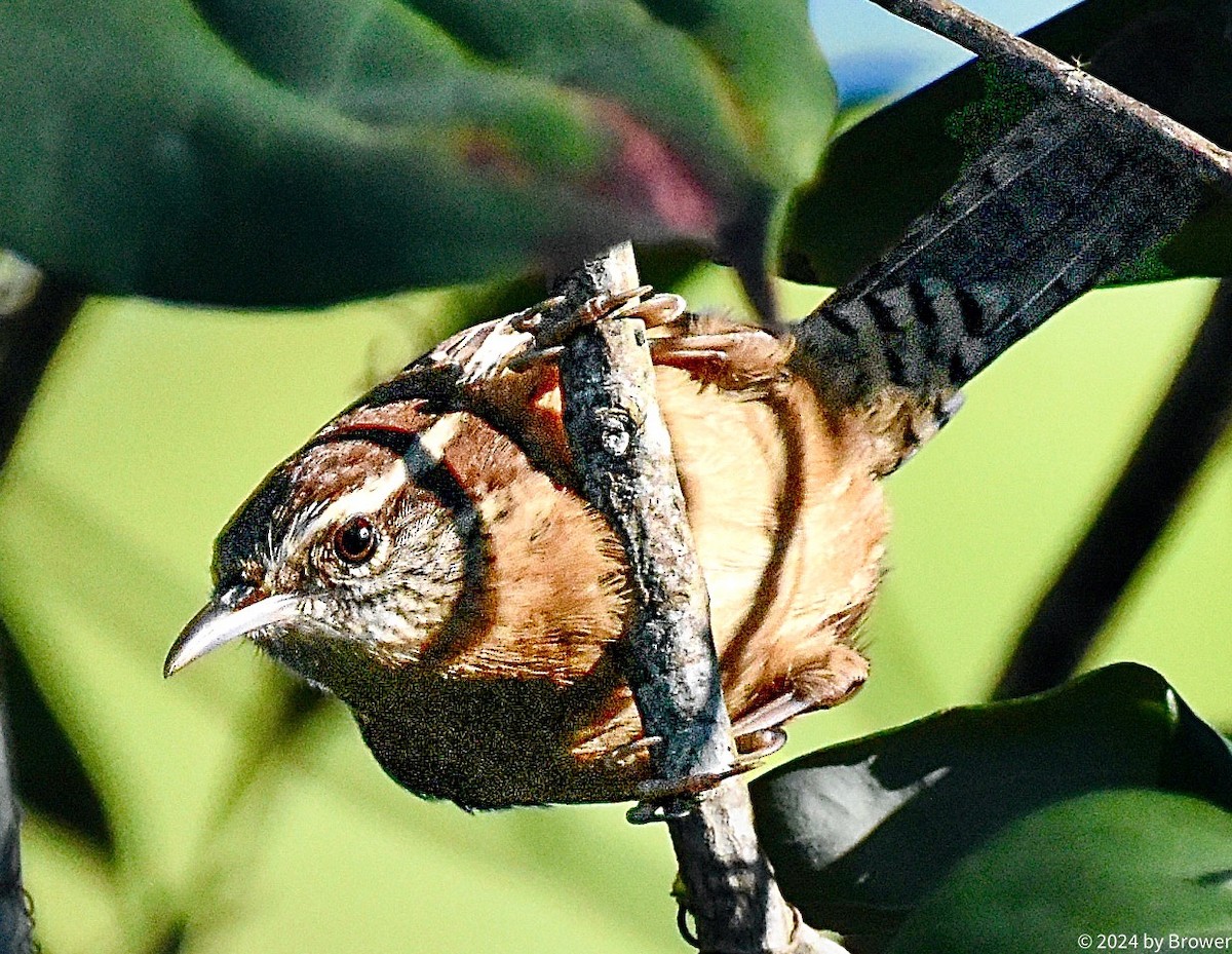 Carolina Wren - ML626546246