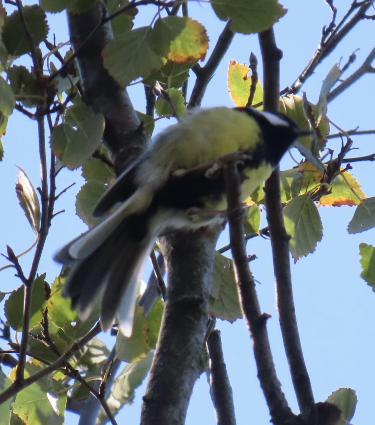 Great Tit - ML626546248