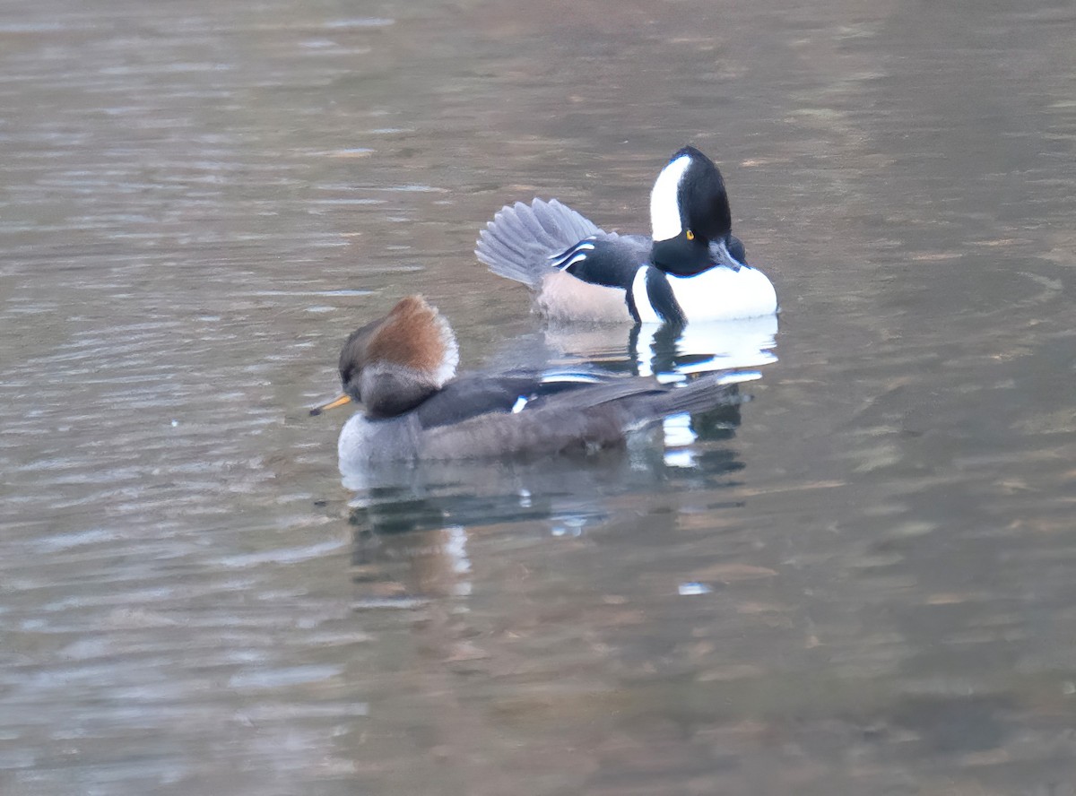 Hooded Merganser - ML626546263