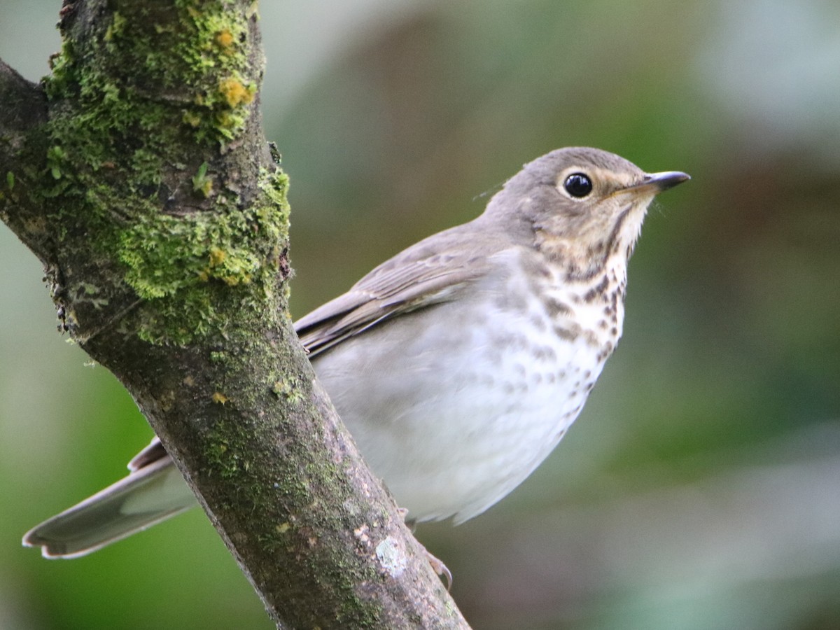 Swainson's Thrush - ML626546266