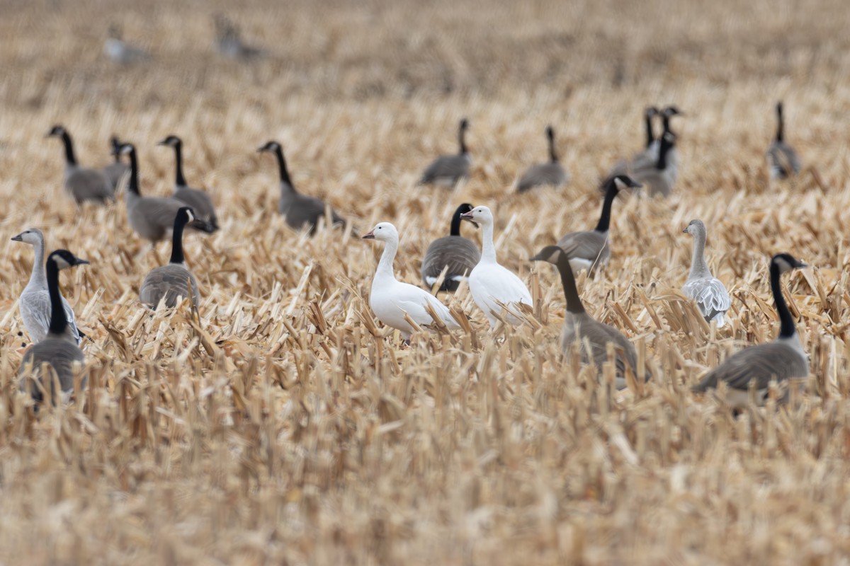 Snow Goose - ML626546269