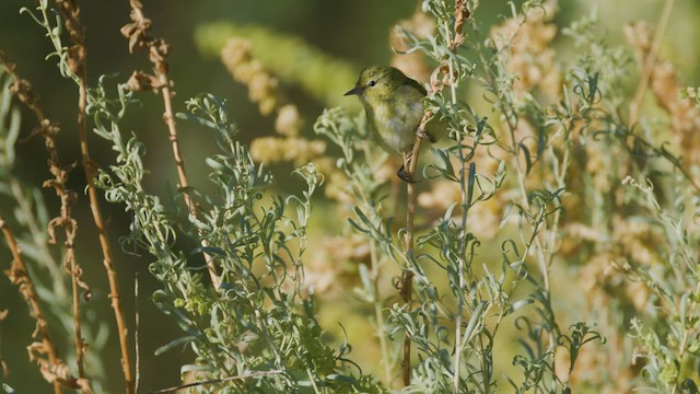 Tennessee Warbler - ML626546274
