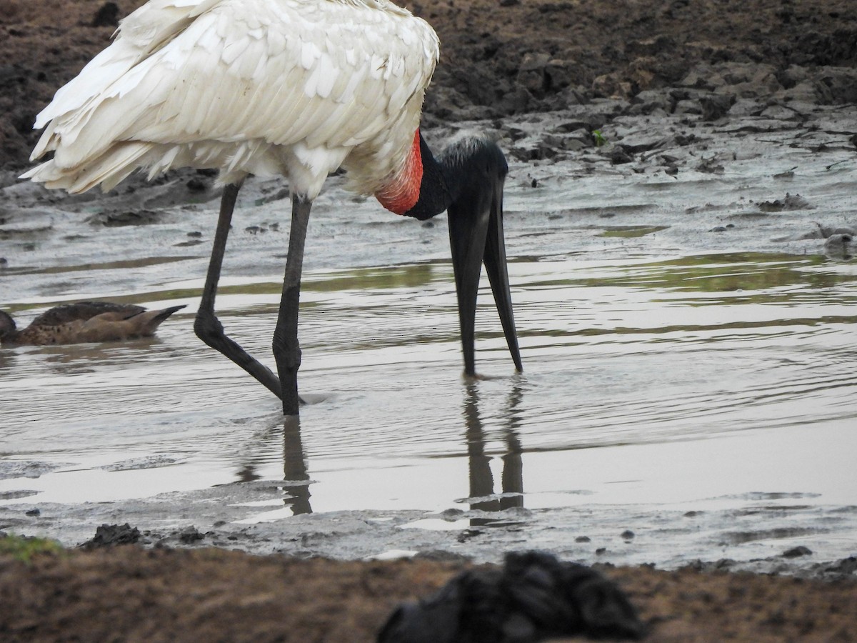 Jabiru - ML626546364