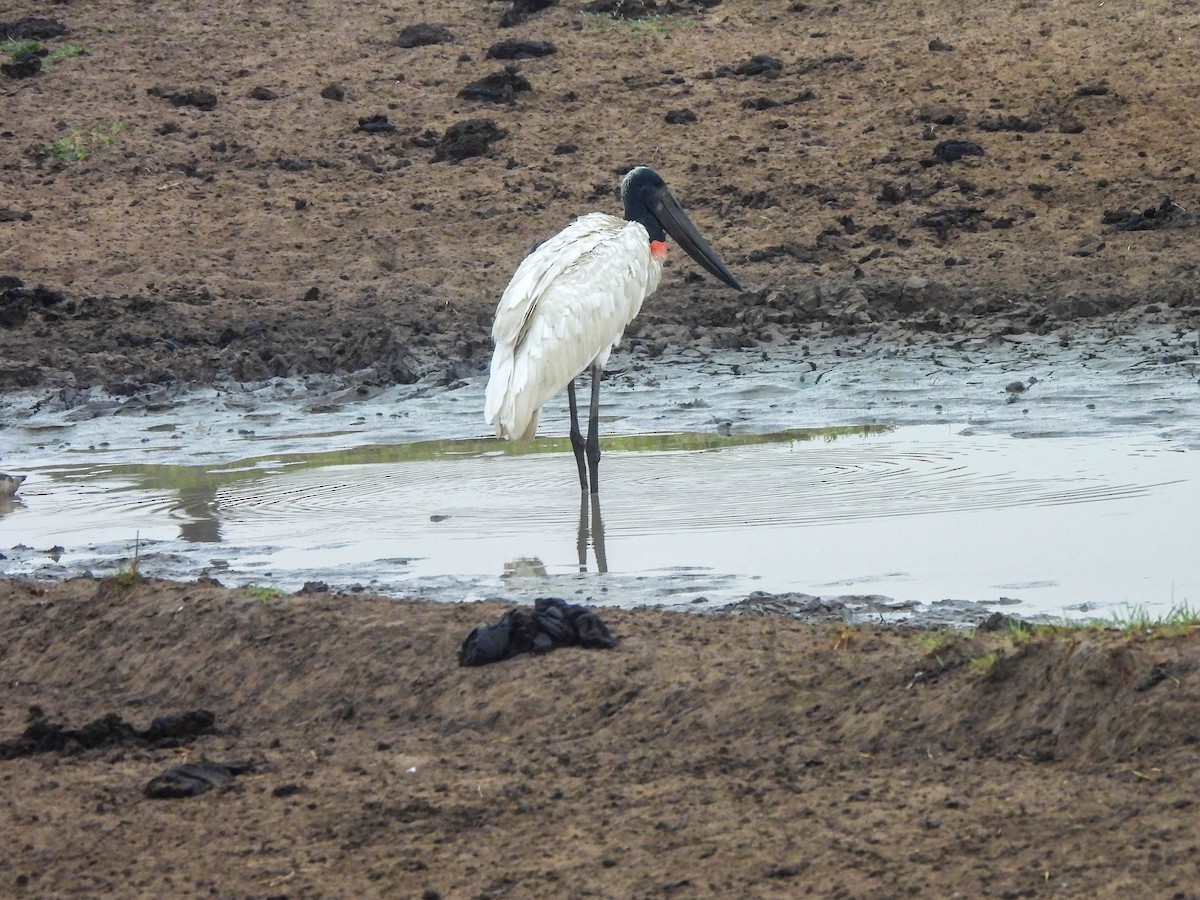 Jabiru - ML626546366