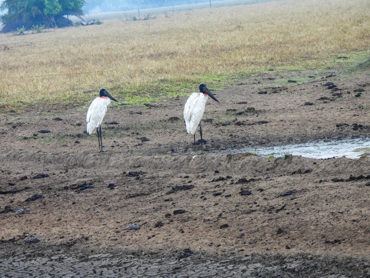 Jabiru - ML626546367