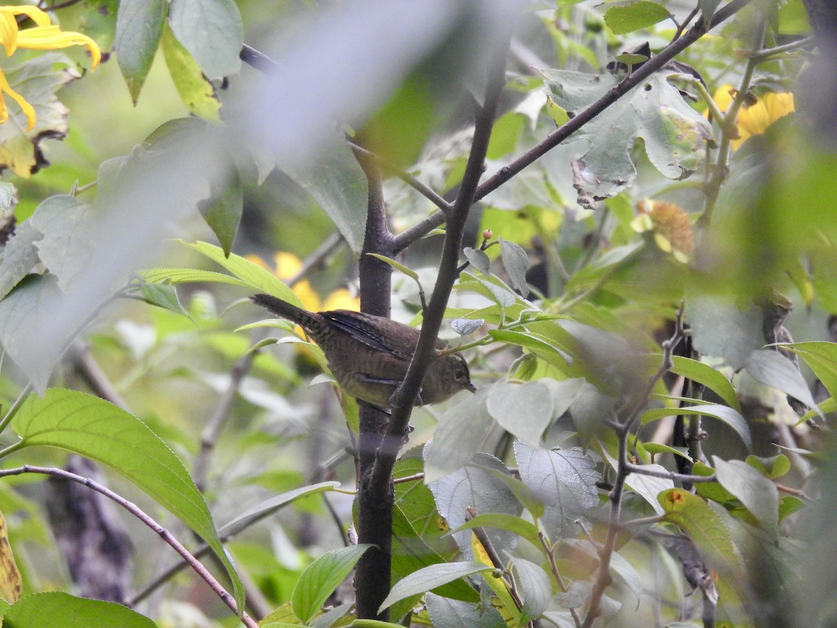 Southern House Wren - ML626546371