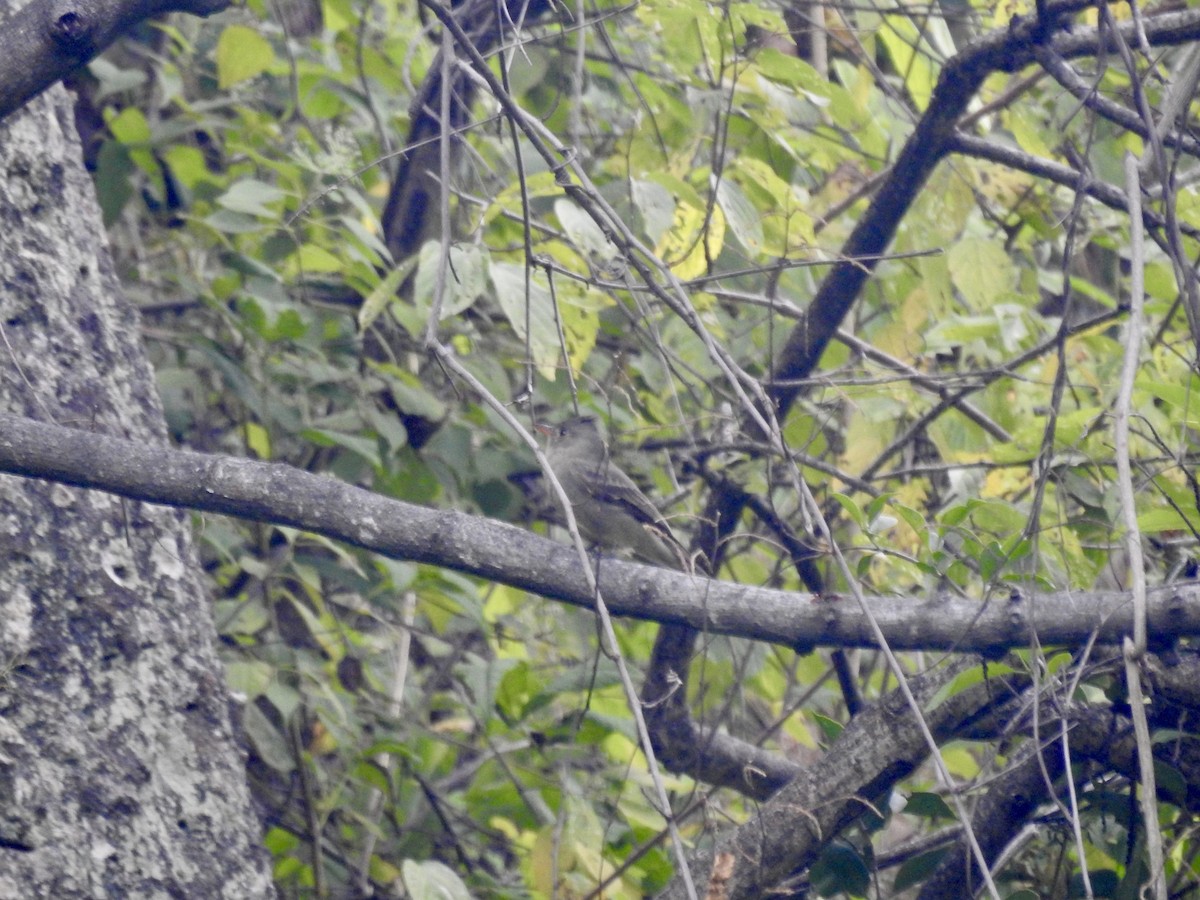 Greater Pewee - ML626546400