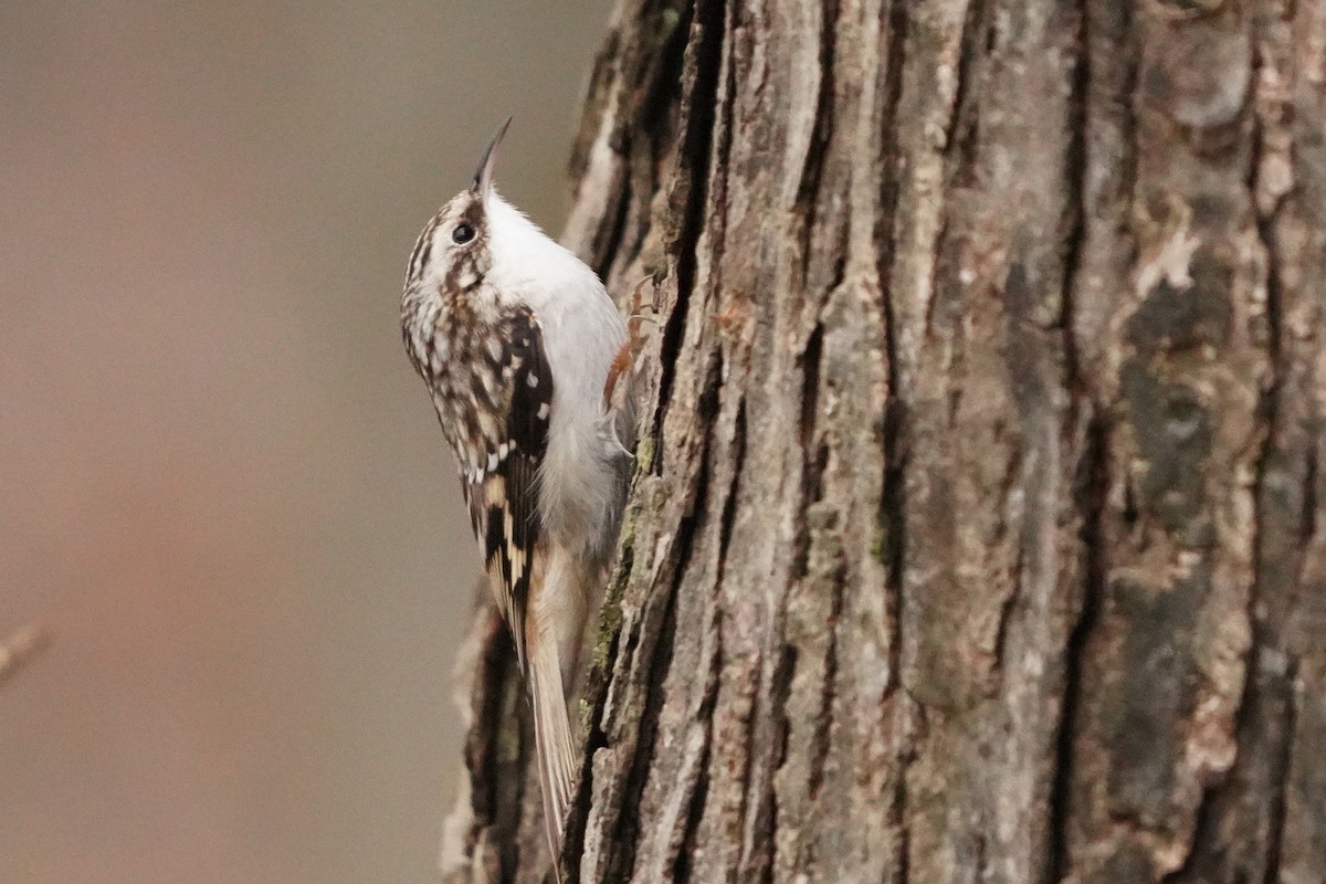 Brown Creeper - ML626546403