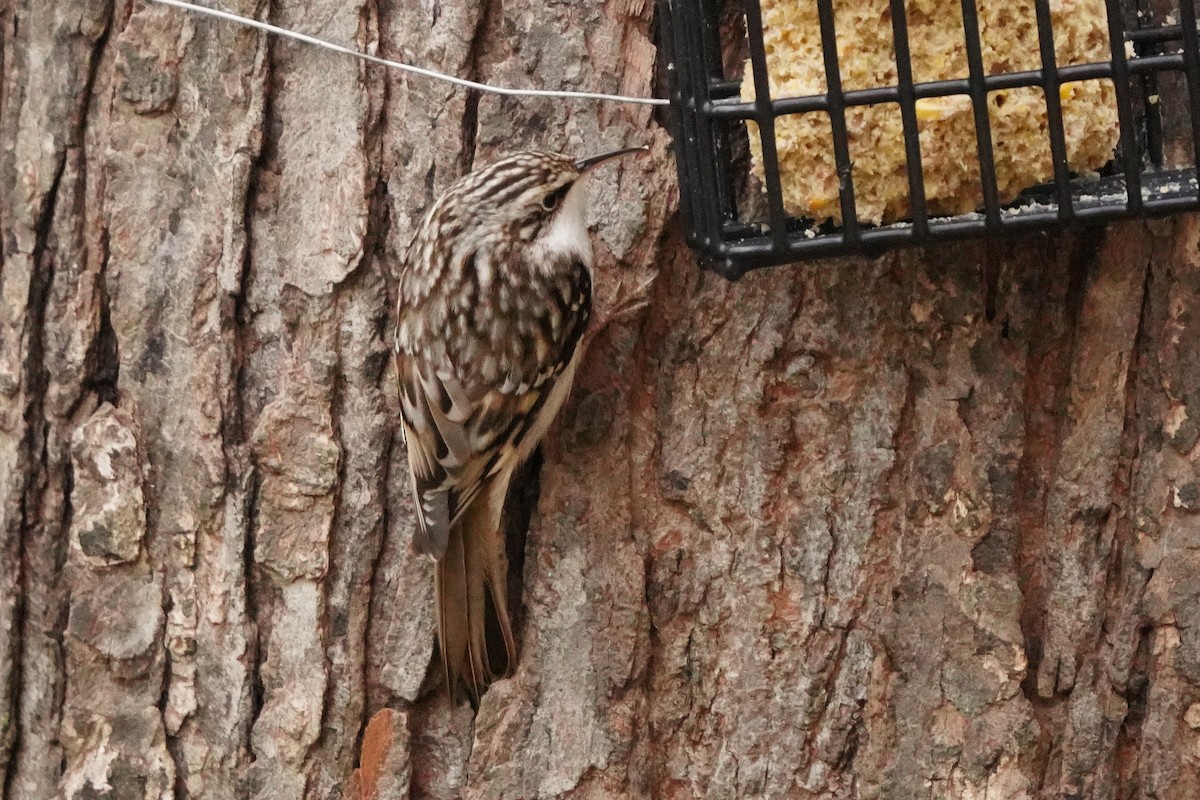 Brown Creeper - ML626546404