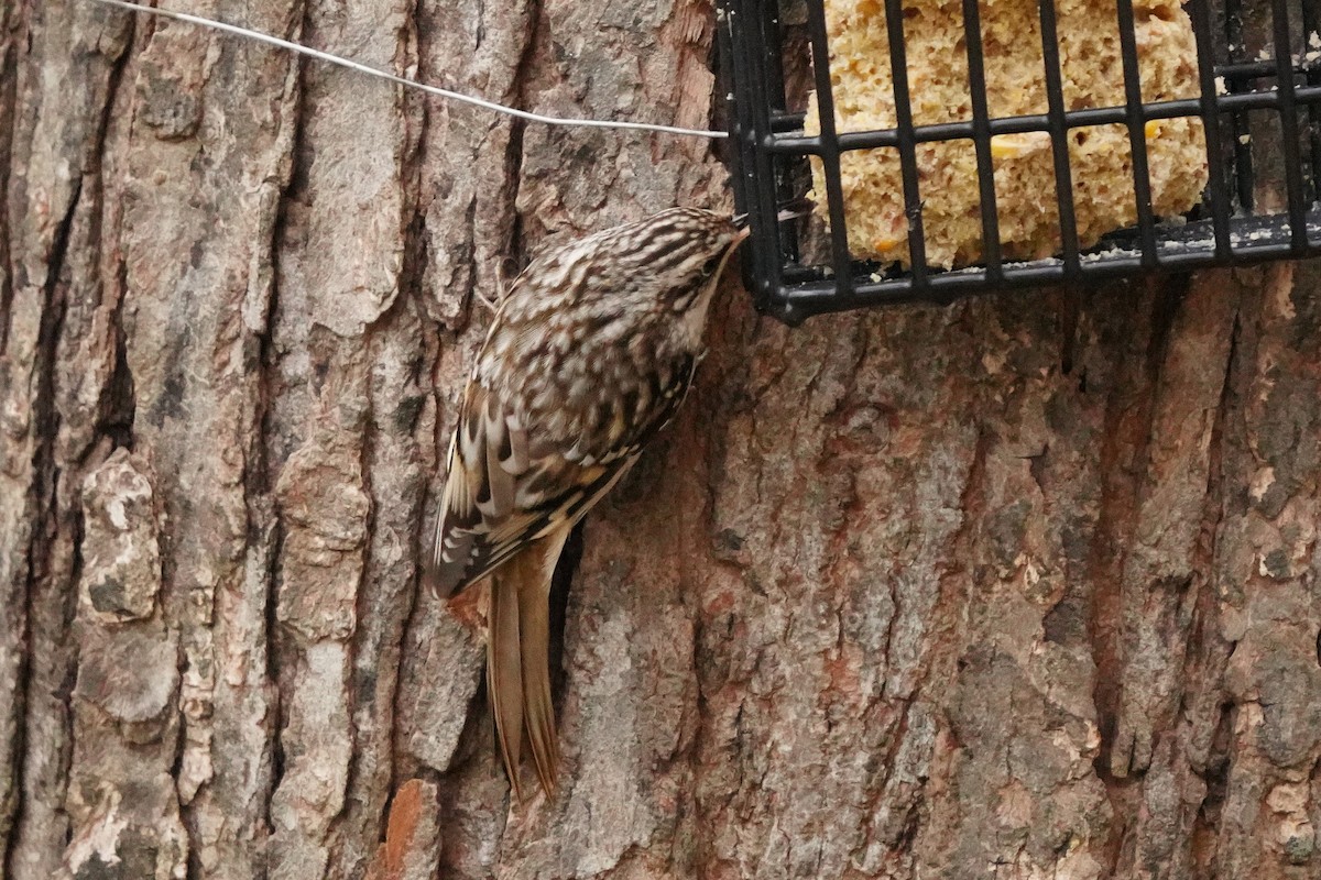 Brown Creeper - ML626546405